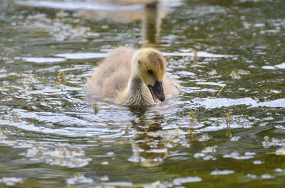 Mallard duckling in a lake