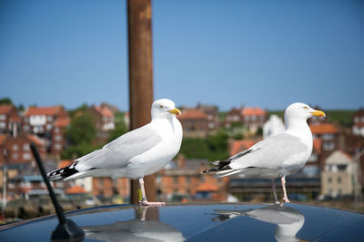 Seagull perching on a bird