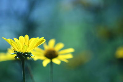 Close-up of yellow flower blooming outdoors