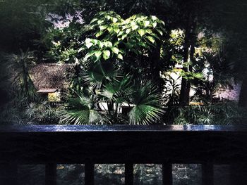 Close-up of plants against trees