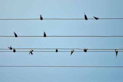 Low angle view of swallow birds flying against sky