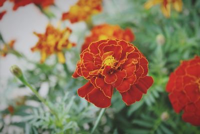 Close-up of red marigold flower