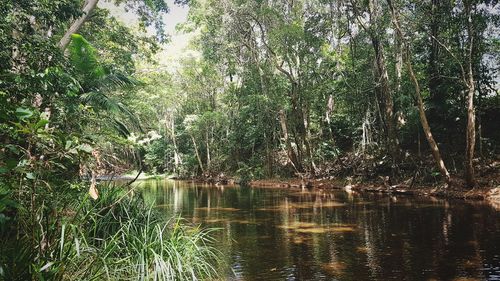 Scenic view of lake in forest