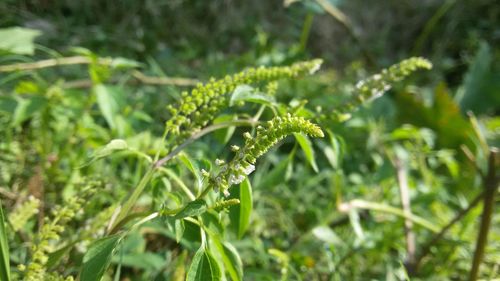 Close-up of insect on plant
