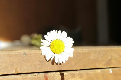 Close-up of white flowers