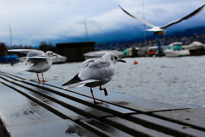 Seagulls perching on railing