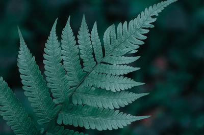 Closeup of fern stalks clearly visible details