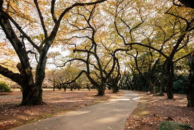 Road amidst trees and plants