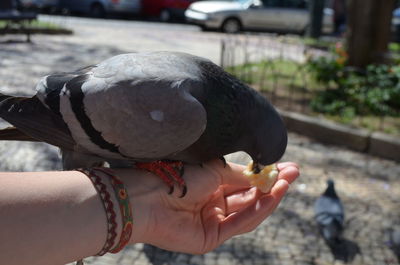 Close-up of hand holding bird