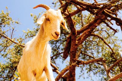 Low angle view of a horse on tree