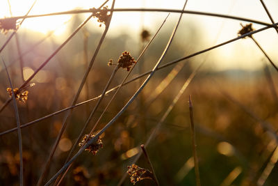 Close-up of dry plant against sky