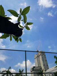 Low angle view of lizard against sky