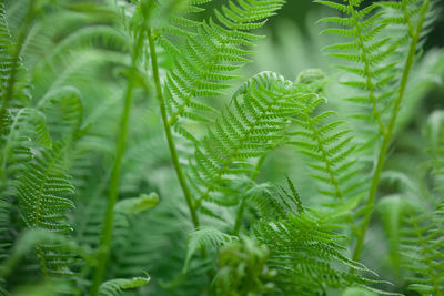 Background of light green young fern leaves close up. beautiful green background
