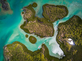 High angle view of coral in sea