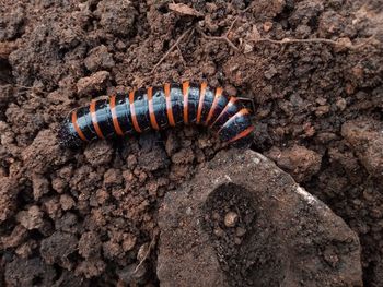Close-up of insect on rock