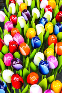 Close-up of multi colored tulips for sale