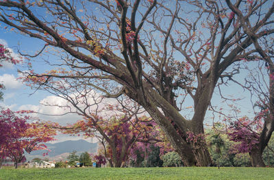 View of cherry blossom tree in park