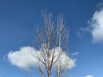 Low angle view of bare tree against blue sky