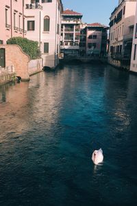 High angle view of swan swimming in canal amidst buildings in city