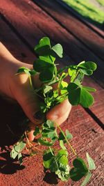 Close-up of hand holding plant