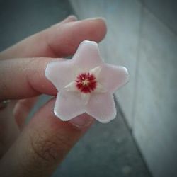 Close-up of cropped hand holding flower