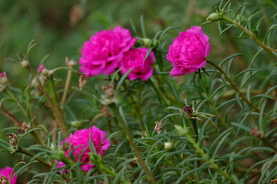 Close-up of pink flowering plants