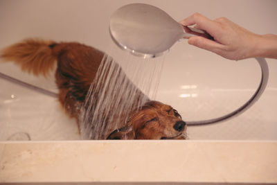 Cropped hand of woman bathing dog in bathtub