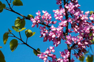 Low angle view of pink flowers against blue sky