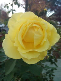 Close-up of yellow rose blooming outdoors