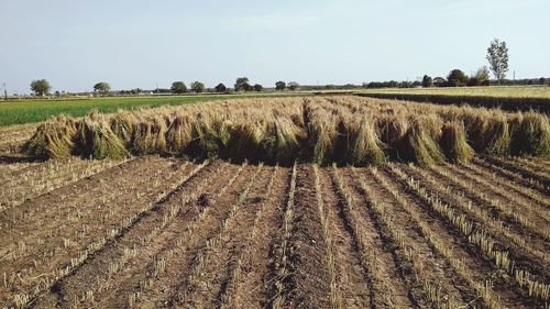 Scenic view of agricultural field against sky