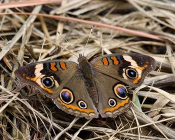 High angle view of butterfly on grass