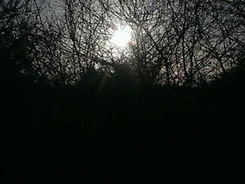 Bare trees at sunset