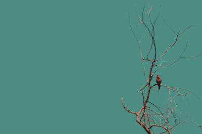 Bird perching on tree against clear sky