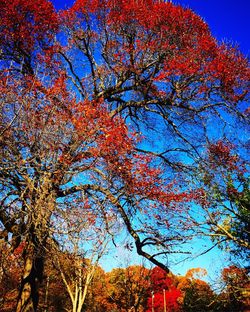 Low angle view of tree against sky