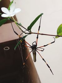 Close-up of butterfly on plant