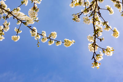 White cherry blossoms on a branch make a fresh and friendly mood in springtime