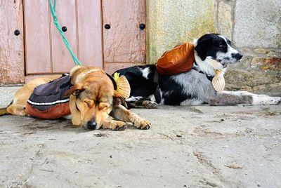 Dog relaxing outdoors