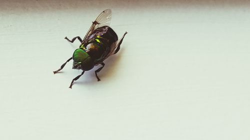 Close-up of insect on white background