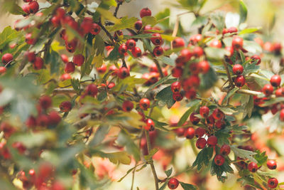 Close-up of red berries on tree