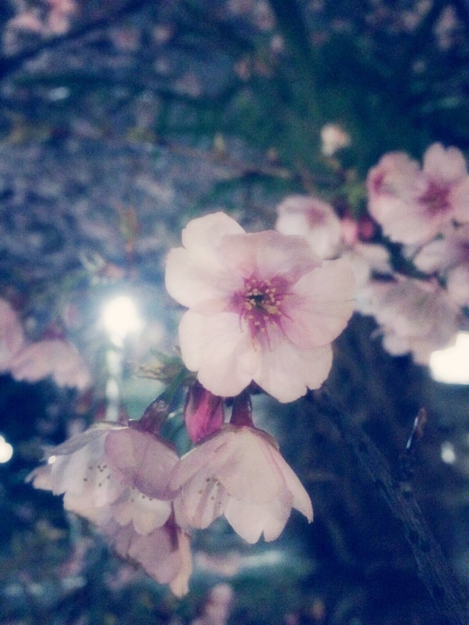 flower, petal, fragility, freshness, flower head, growth, beauty in nature, nature, close-up, blooming, focus on foreground, in bloom, pink color, sky, single flower, sunlight, plant, blossom, day, outdoors