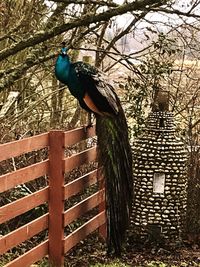 Close-up of peacock perching on tree