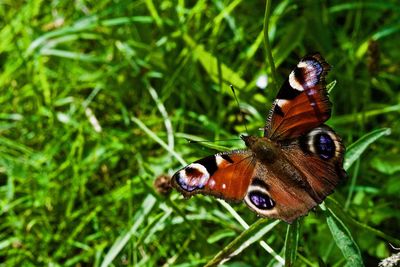 Close-up of butterfly pollinating flower