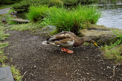 High angle view of duck in lake