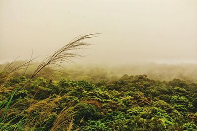 Scenic view of forest during foggy weather