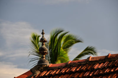 Close-up of plant against sky