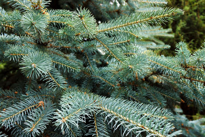 Close-up of pine tree branch