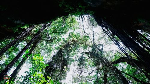 Low angle view of trees in forest