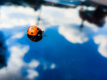 High angle view of ladybug