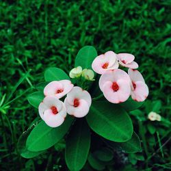 Close-up of pink flower