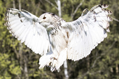 Close-up of eagle flying